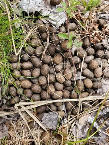 $21,000 | Lot#2 Cone Road, Amity, ME 04471