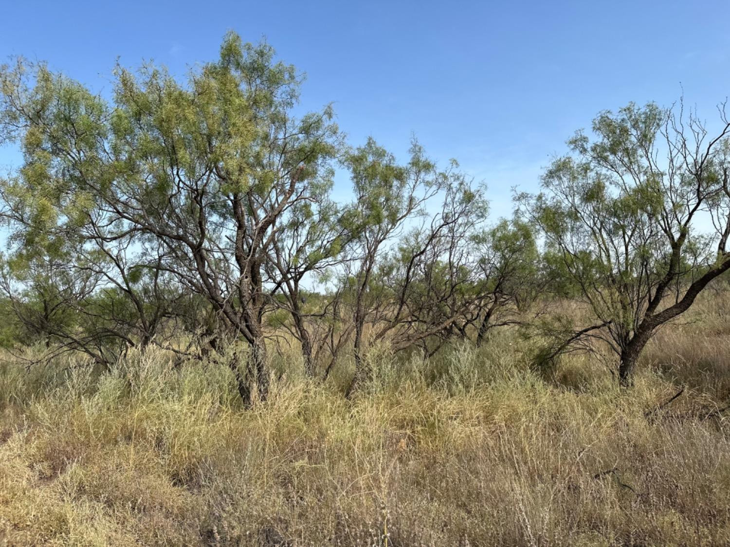 0 Fm 651 Post, TX 79356 - Photo 21 of 40 Photo 21