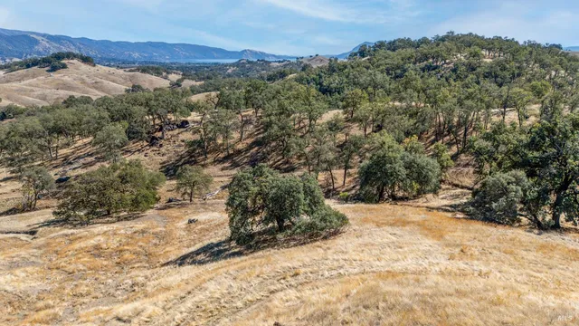 a view of a dry yard with trees