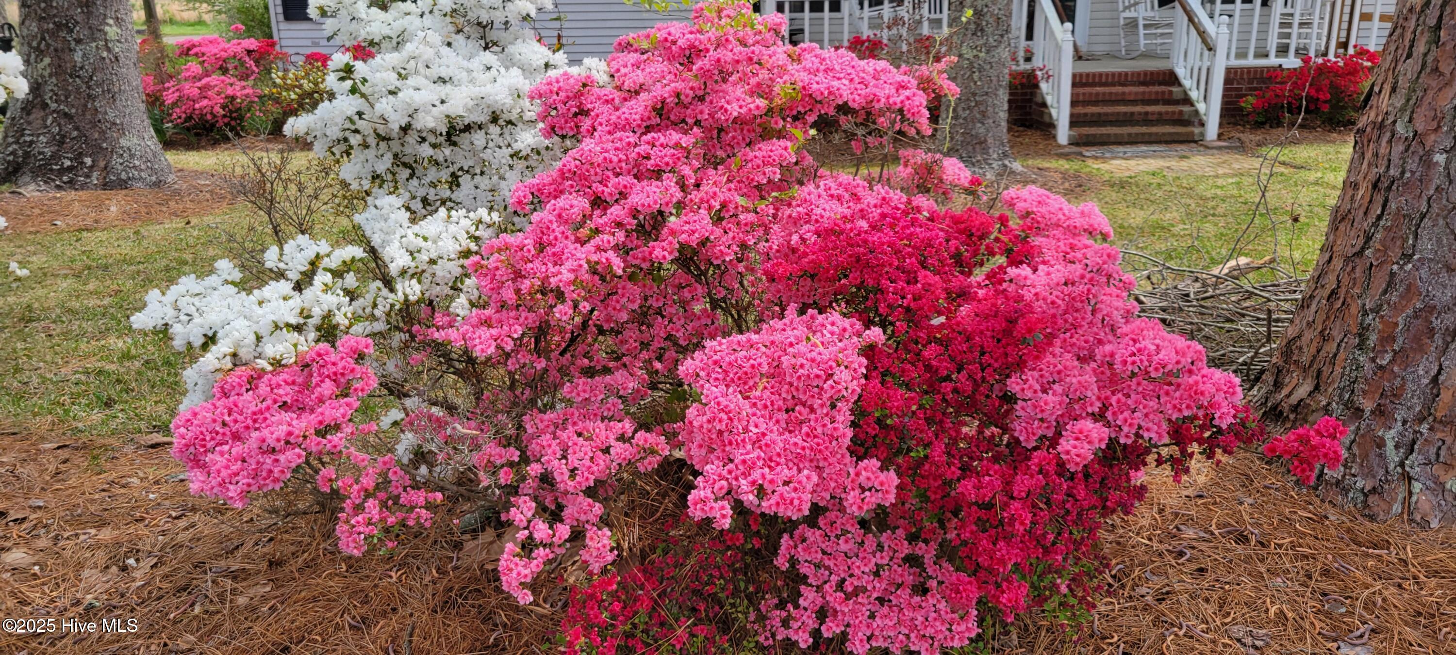 1032 Ball Road Washington, NC 27889 - Photo 10 of 50 AZALEAS IN FRONT YARD