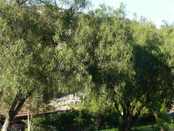 a view of a lush green field