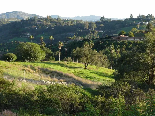 a view of a field with palm trees