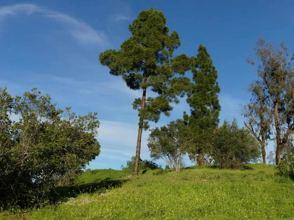 a view of backyard with green space