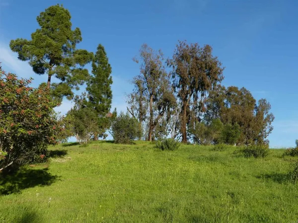 a view of yard with trees