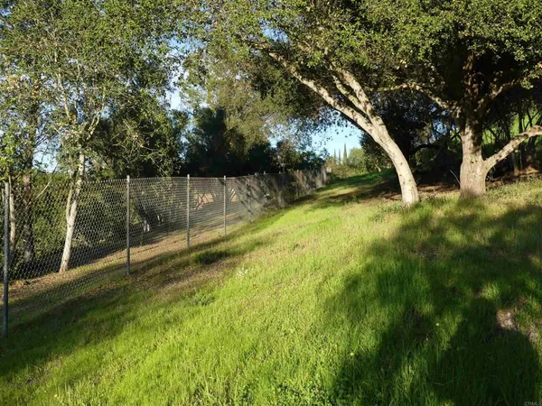a picture of tree