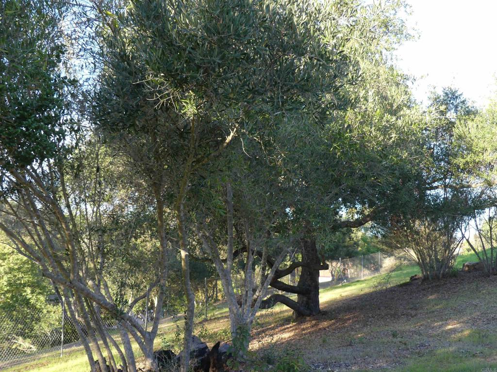 725 Yucca Road Fallbrook, CA 92028 - Photo 43 of 46 a picture of tree