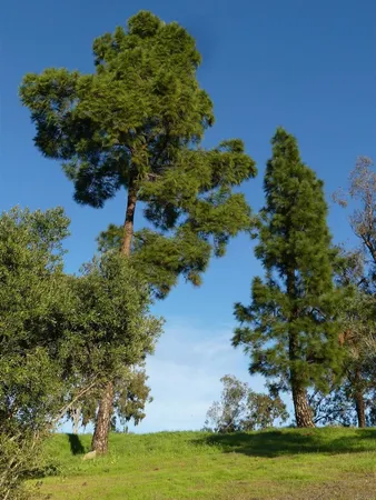 a view of a lush green space with sea
