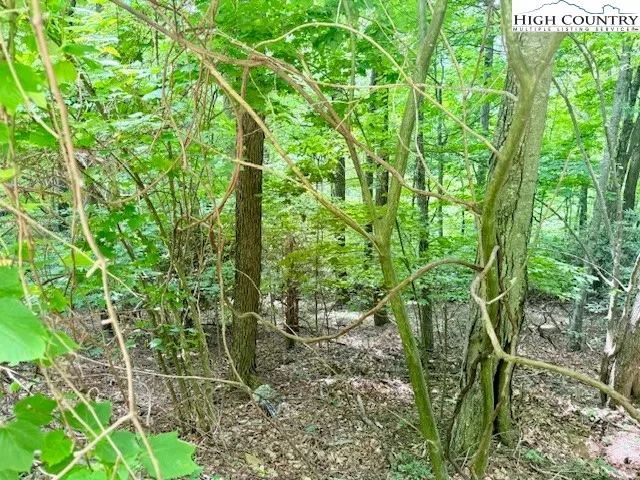 a close up of a plant in a garden
