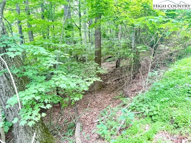 a view of a garden with plants