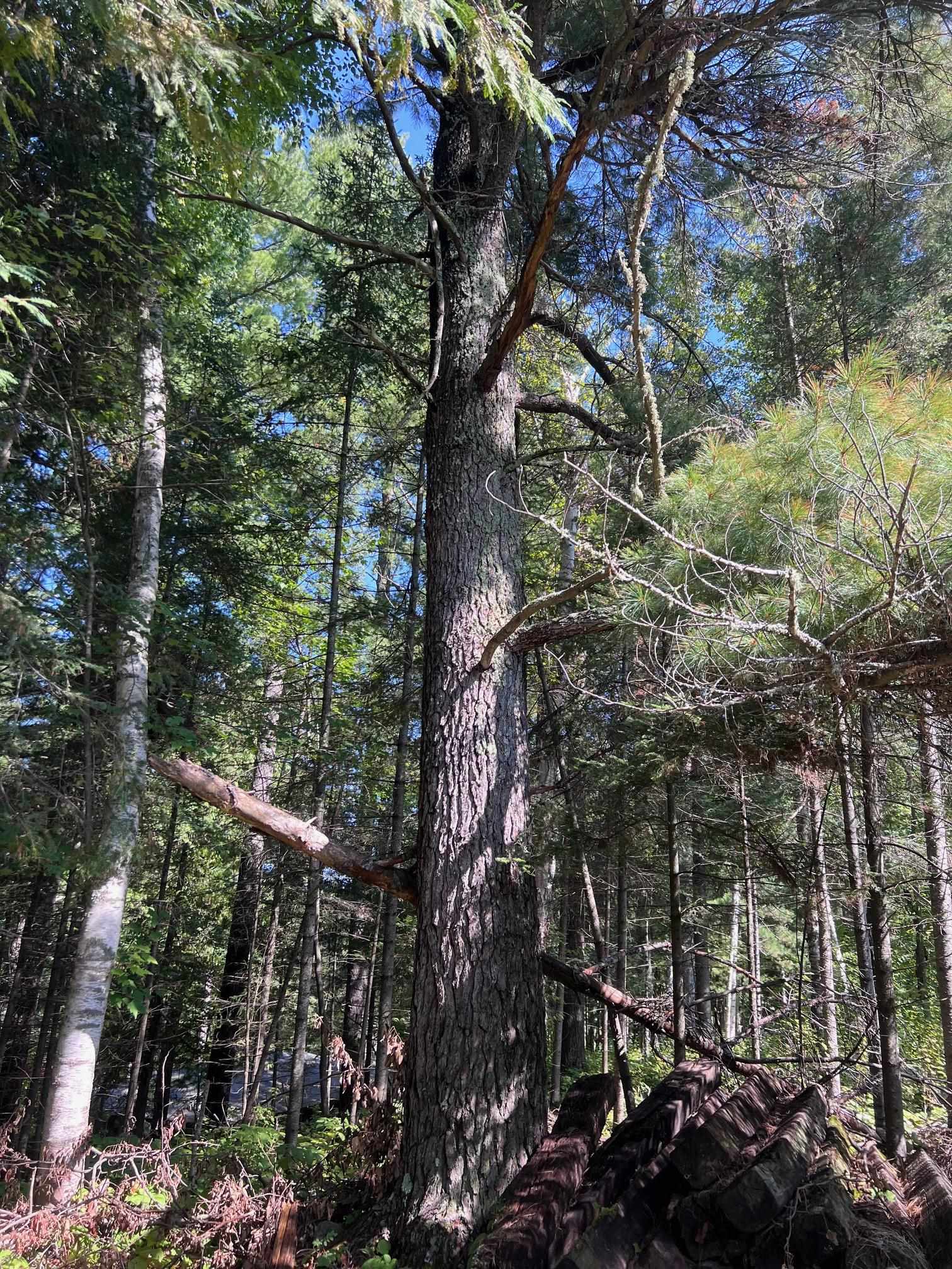 1280 Heather Street Ely, MN 55731 - Photo 29 of 29