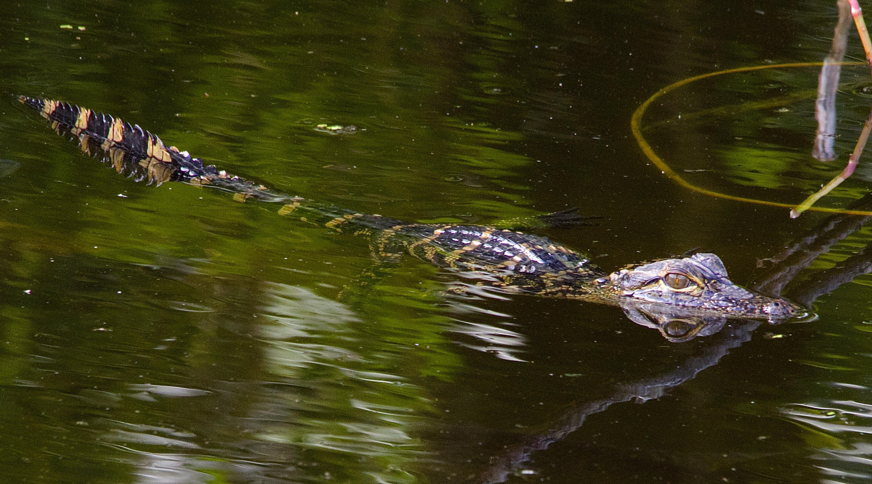 8841 First Tee Road Port St. Lucie, FL 34986 - Photo 105 of 228 207 Baby Alligator