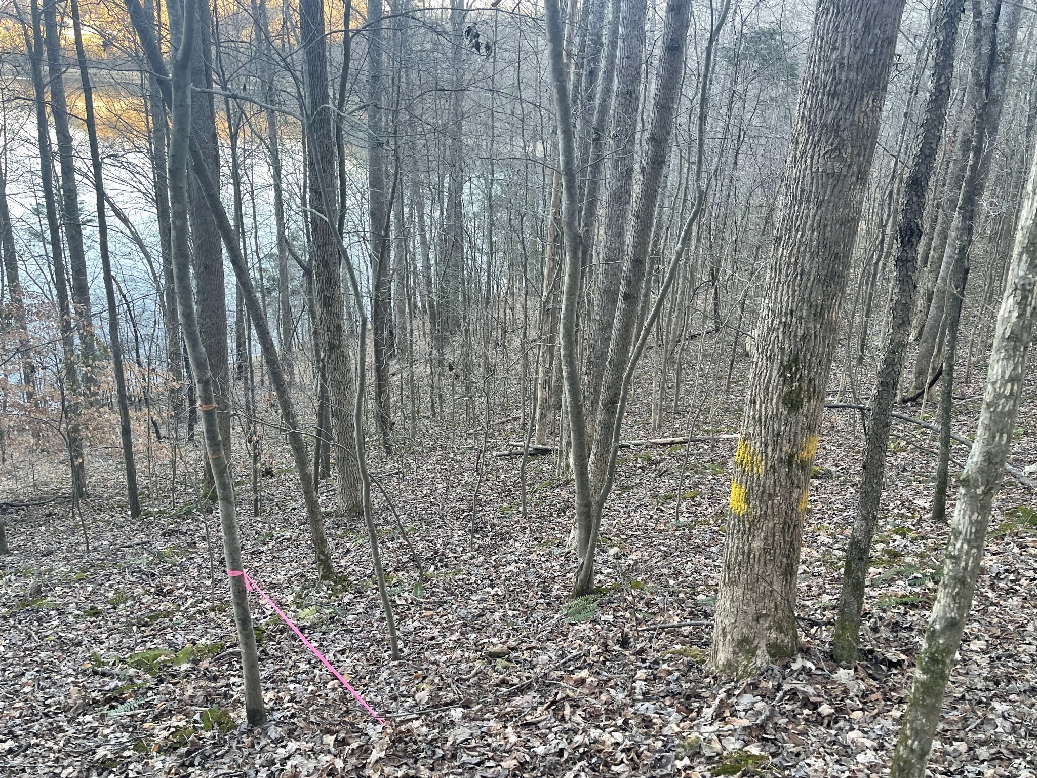 0 Back Bone Road Sparta, TN 38583 - Photo 6 of 21