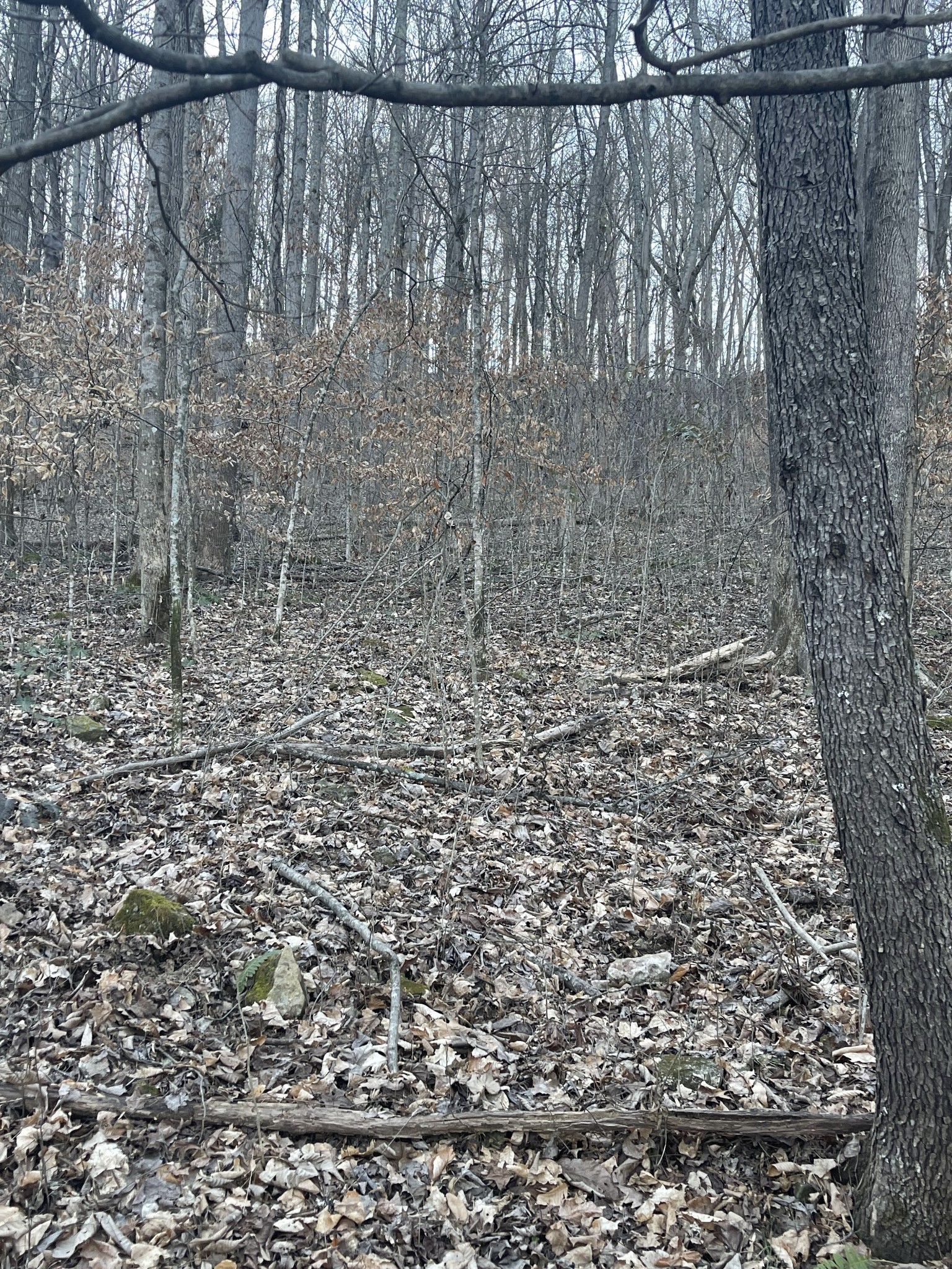 0 Back Bone Road Sparta, TN 38583 - Photo 10 of 21