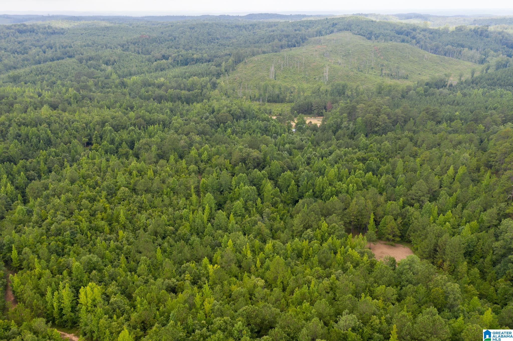 3025 Potato Patch Creek Road Marion, AL 36756 - Photo 4 of 24