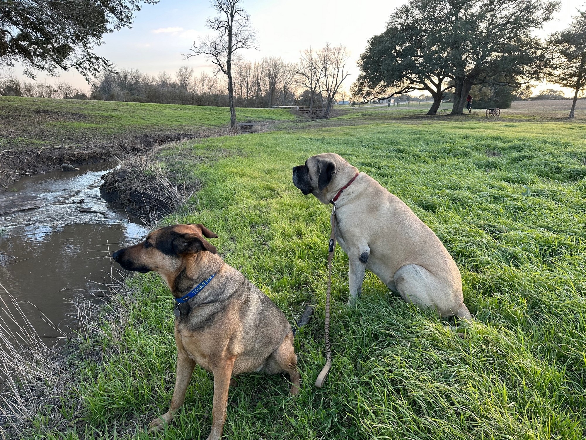 17-acres Ganske Road Burton, TX 77835 - Photo 34 of 40
