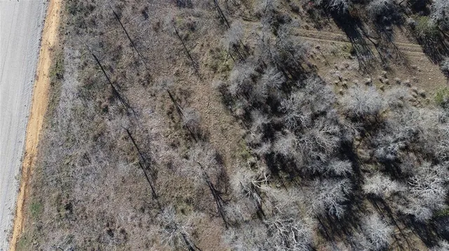 a close up of a plant in a forest