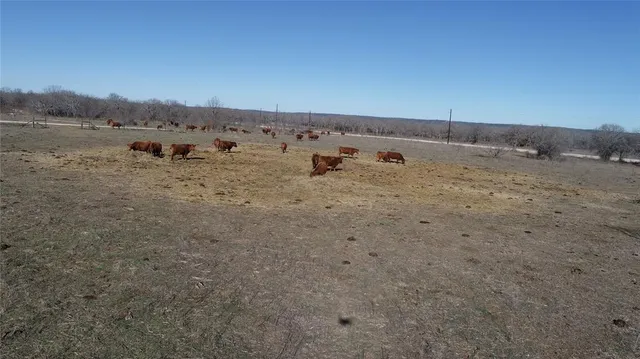 a view of dirt field with two large trees