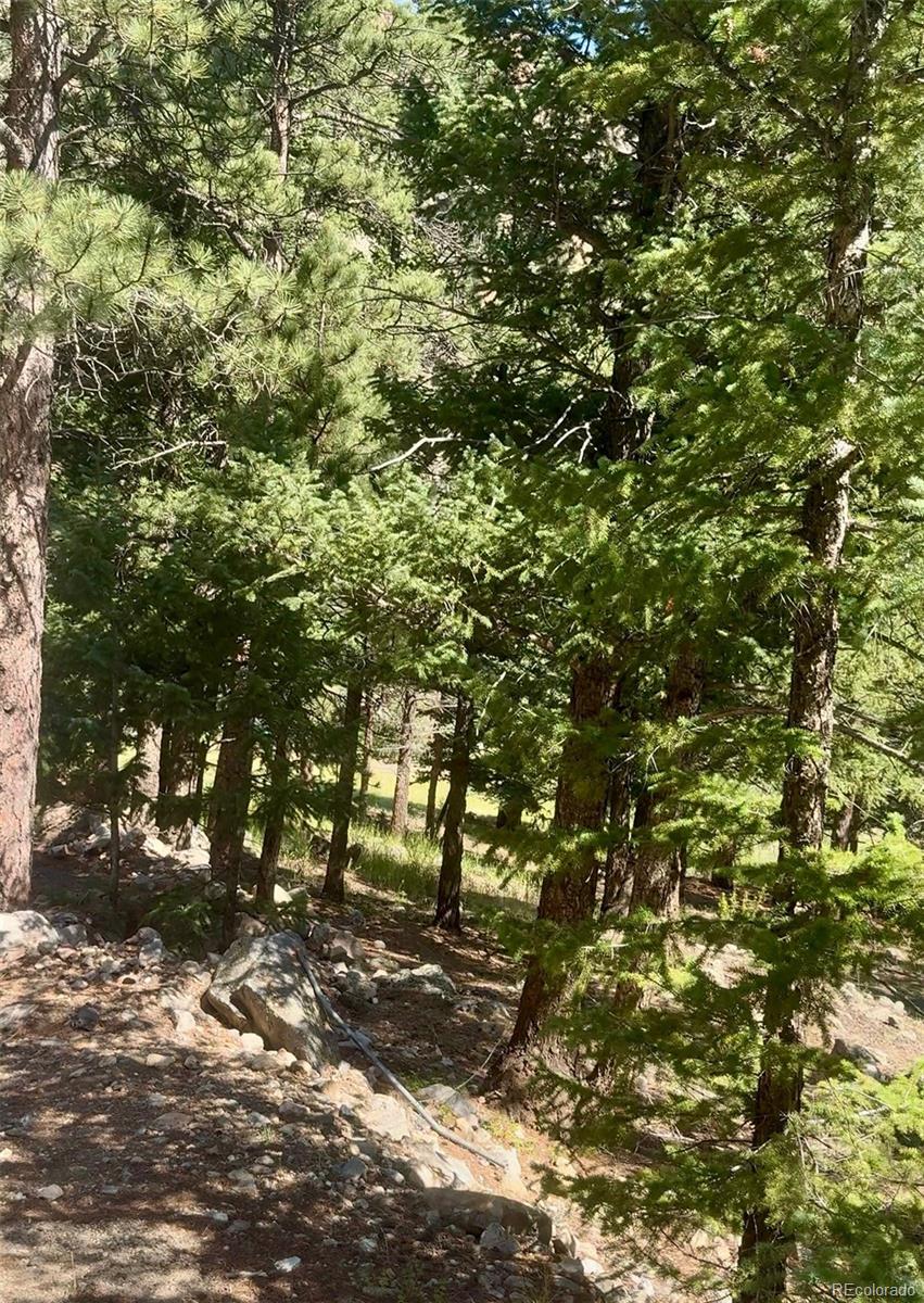 0 Alvarado Road Georgetown, CO 80444 - Photo 2 of 5 a view of tree