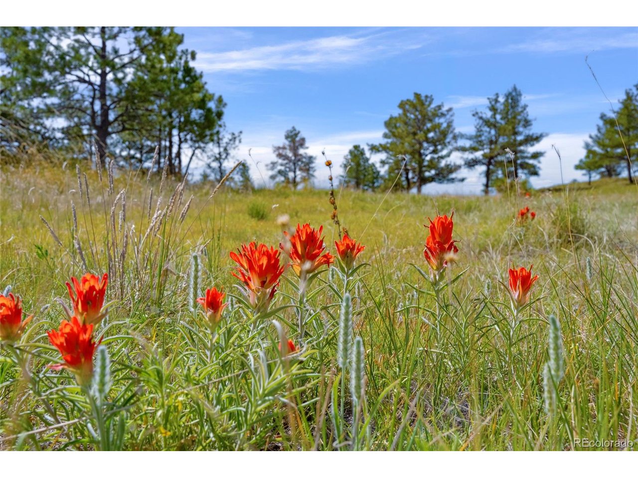 77 County Road Calhan, CO 80808 - Photo 4 of 27 Gallery Image 4