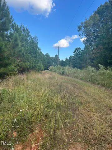 a view of a lush green forest with large trees