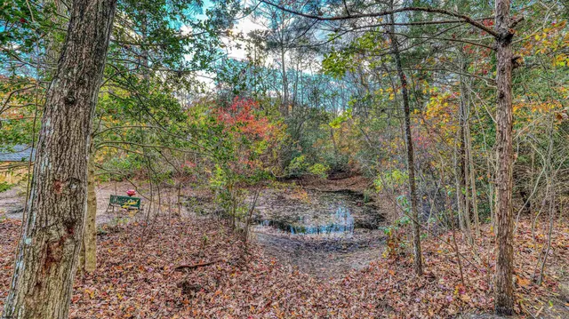 a view of a forest with trees in the background