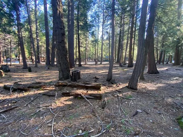 a view of a park with large trees