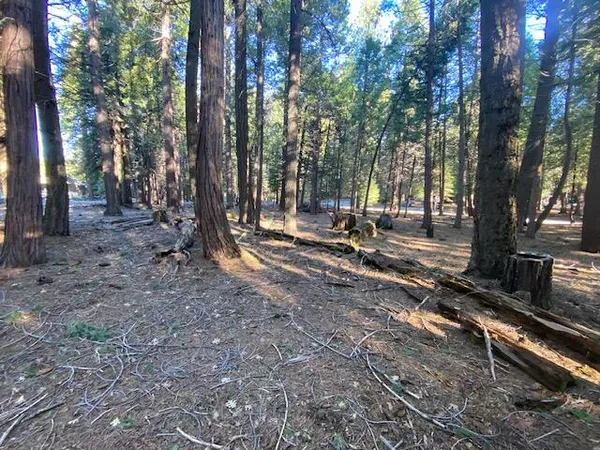 a park with large trees