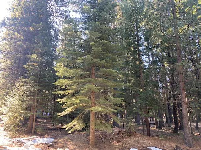 a backyard of a house with lots of trees