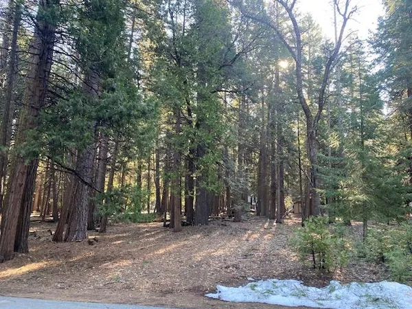 a view of a forest with trees in the background