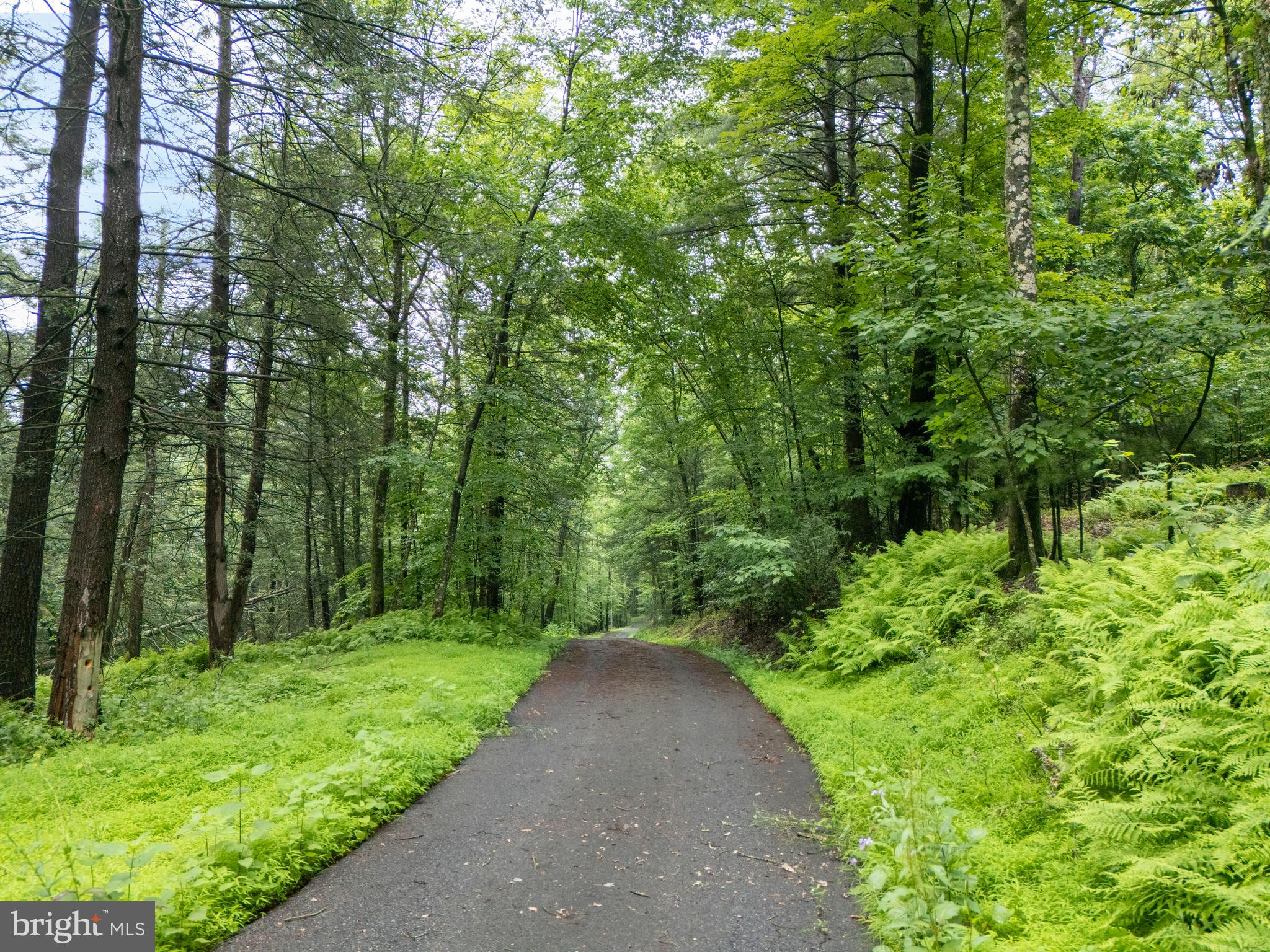 1040 Radio Club Road Montoursville, PA 17754 - Photo 8 of 58 a view of a garden with trees
