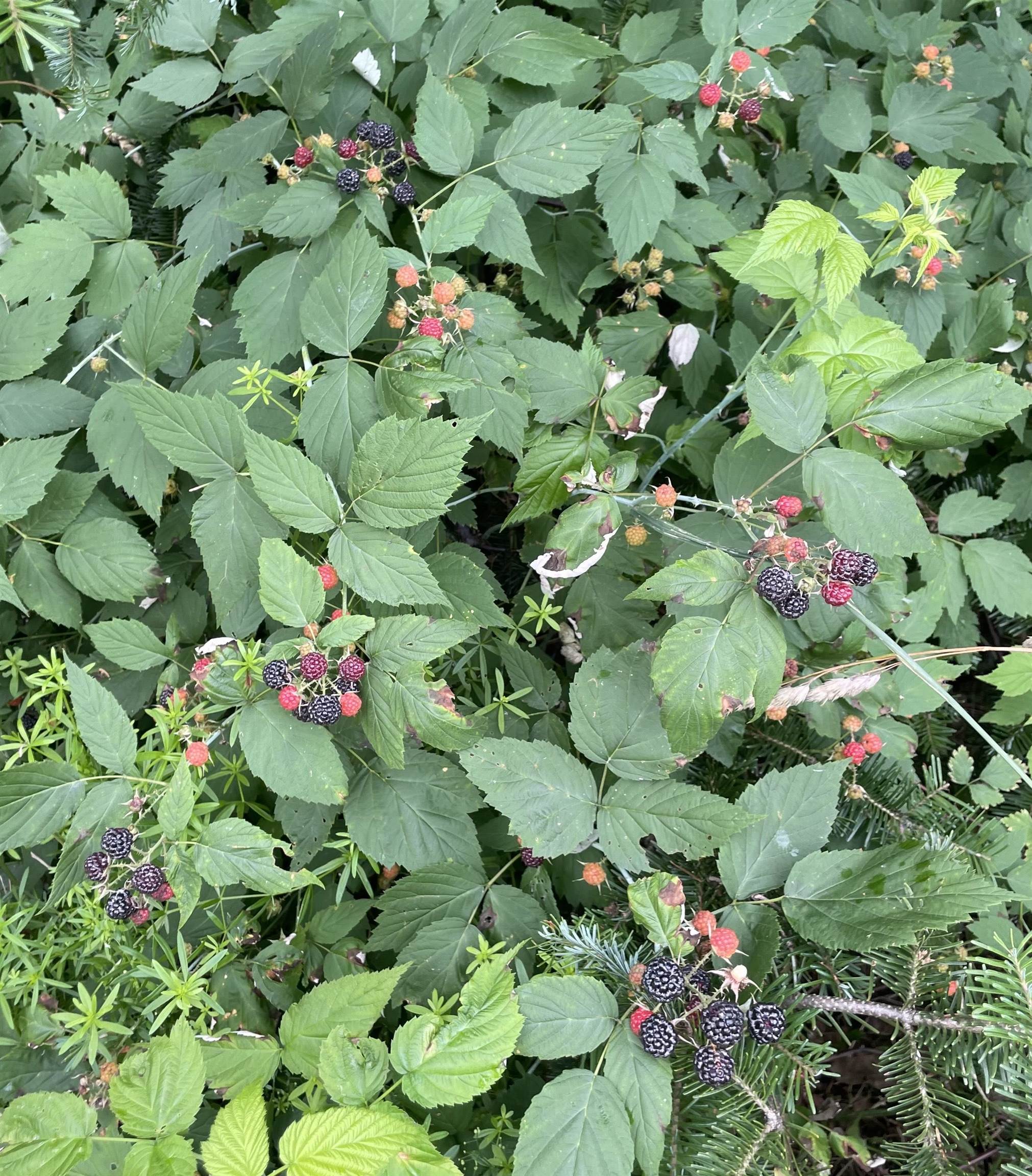 10690 Vermont Rte 111 Morgan, VT 05829 - Photo 42 of 57