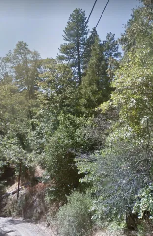 a view of a forest with a tree