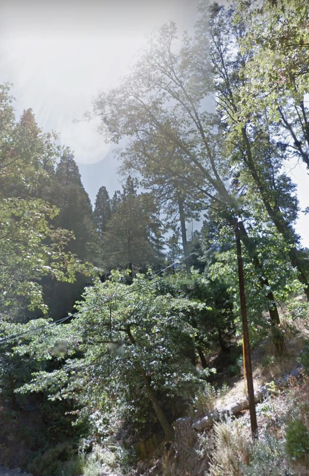 0 Forest Drive, Unit 13 Cedarpines Park, CA 92322 - Photo 8 of 8 a view of a forest with a tree