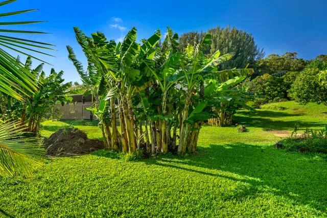 a view of a garden with a tree