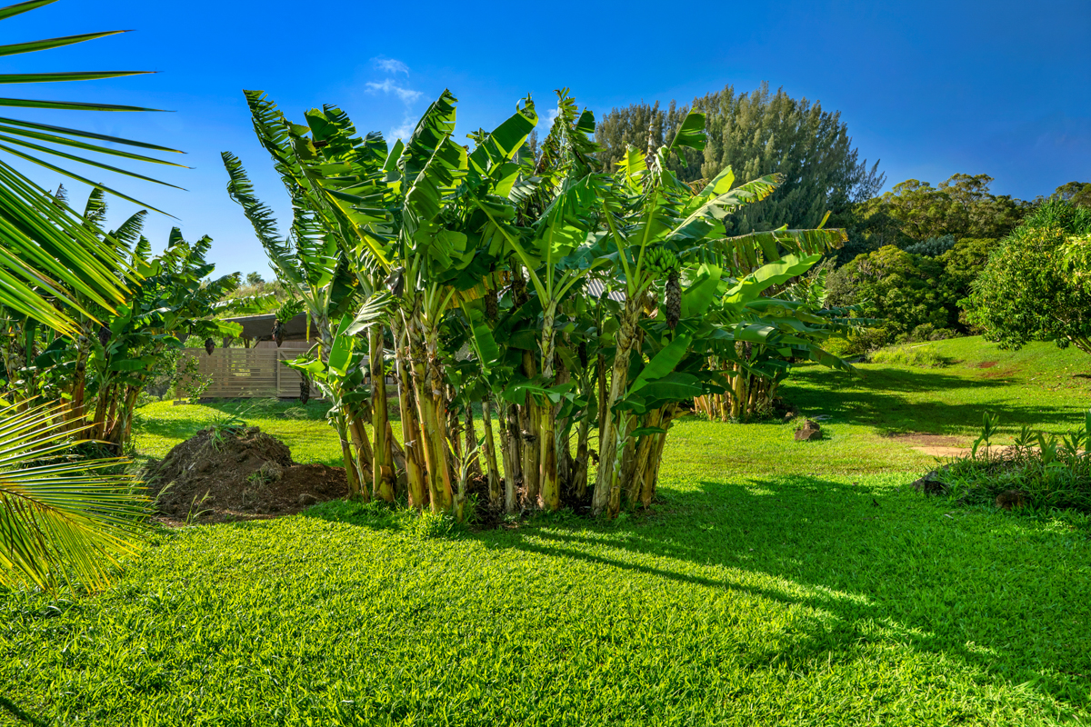 4650 Uha Road Lawai, HI 96765 - Photo 12 of 17 a view of a garden with a tree