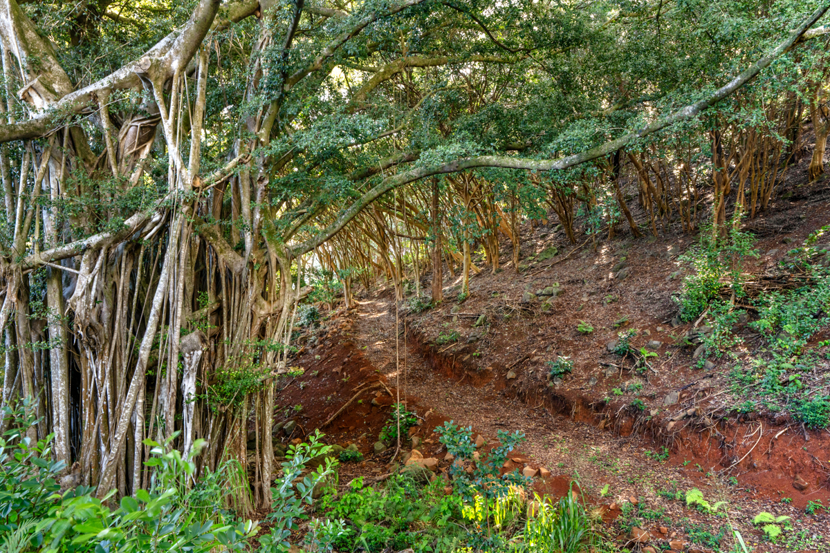 4650 Uha Road Lawai, HI 96765 - Photo 16 of 17 a view of a yard with plants and large trees