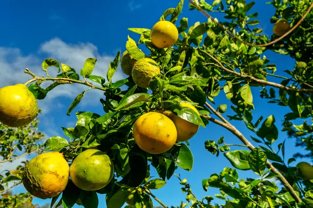 $1,950,000 | 4650 Uha Road, Lawai, HI 96765