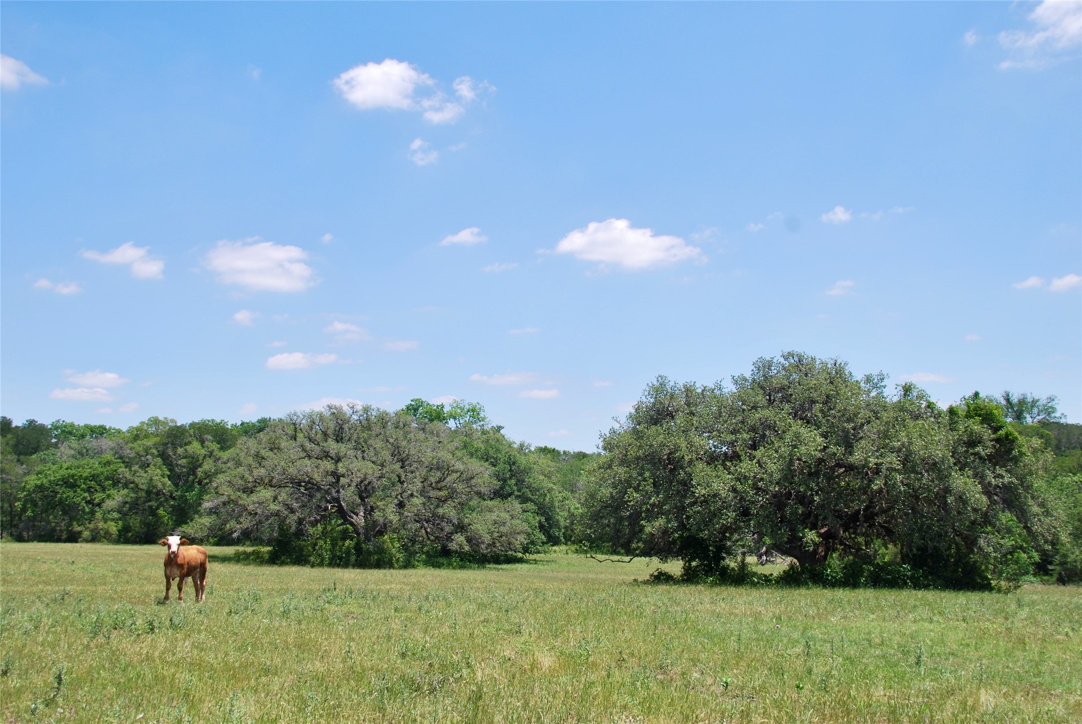 2116 Langdon Road Weimar, TX 78962 - Photo 4 of 43 a view of a green field