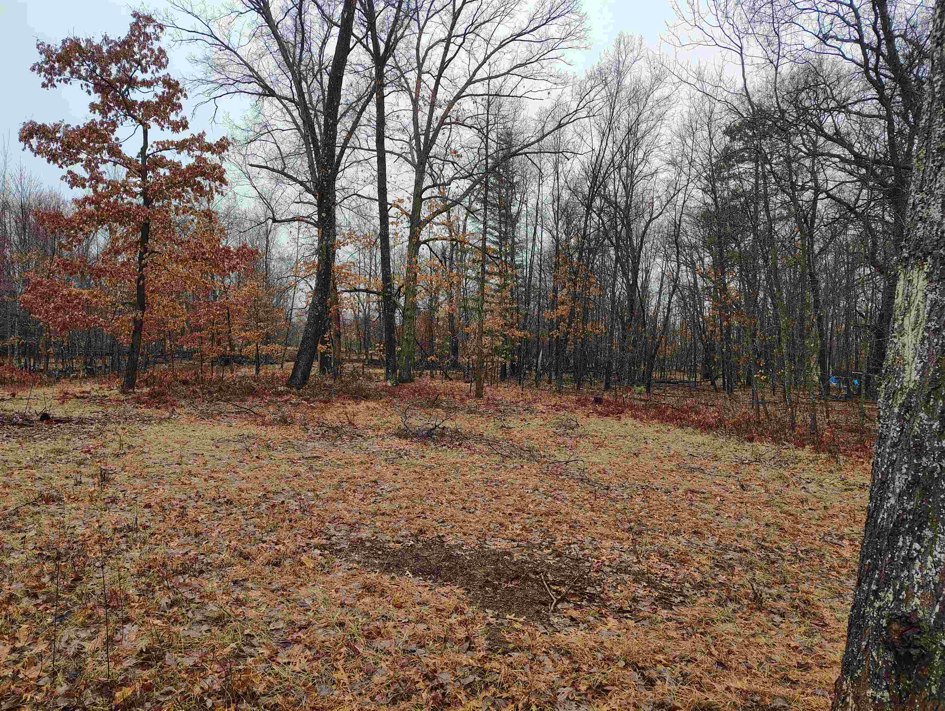 0 Maple Road, Unit LOT: 88 LOT: 88 Gladwin, MI 48624 - Photo 4 of 15