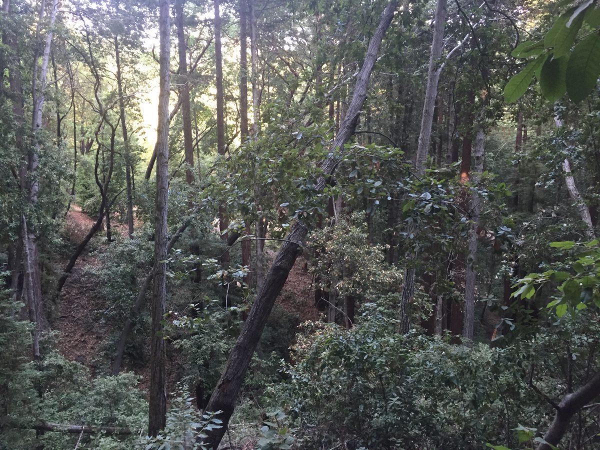 a view of a forest with lots of trees