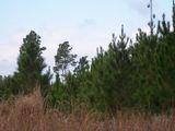 64 New Home Road Townsend, GA 31331 - Photo 1 of 1