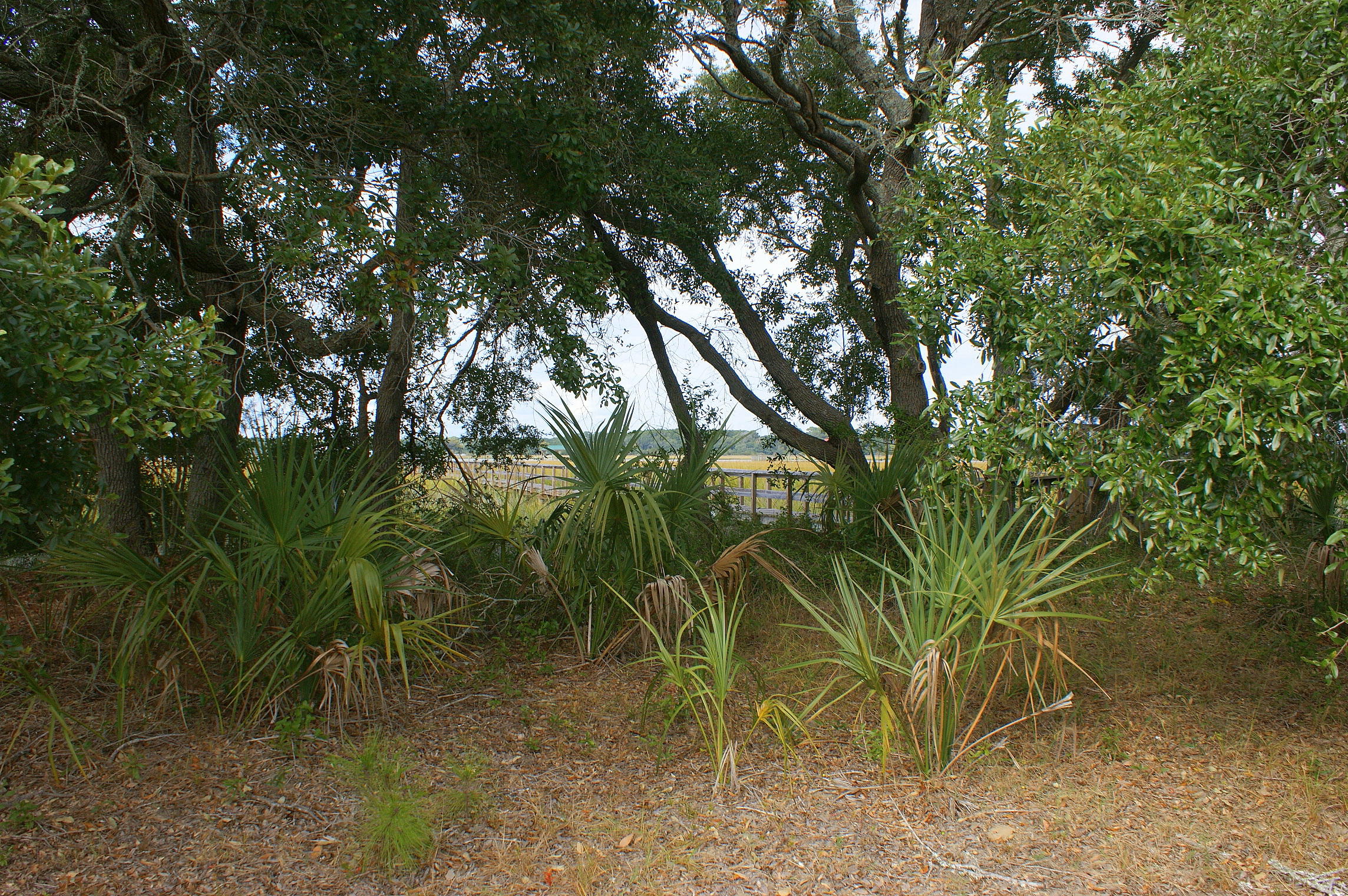 2727 Jenkins Point Road Seabrook Island, SC 29455 - Photo 17 of 60 Picture 016