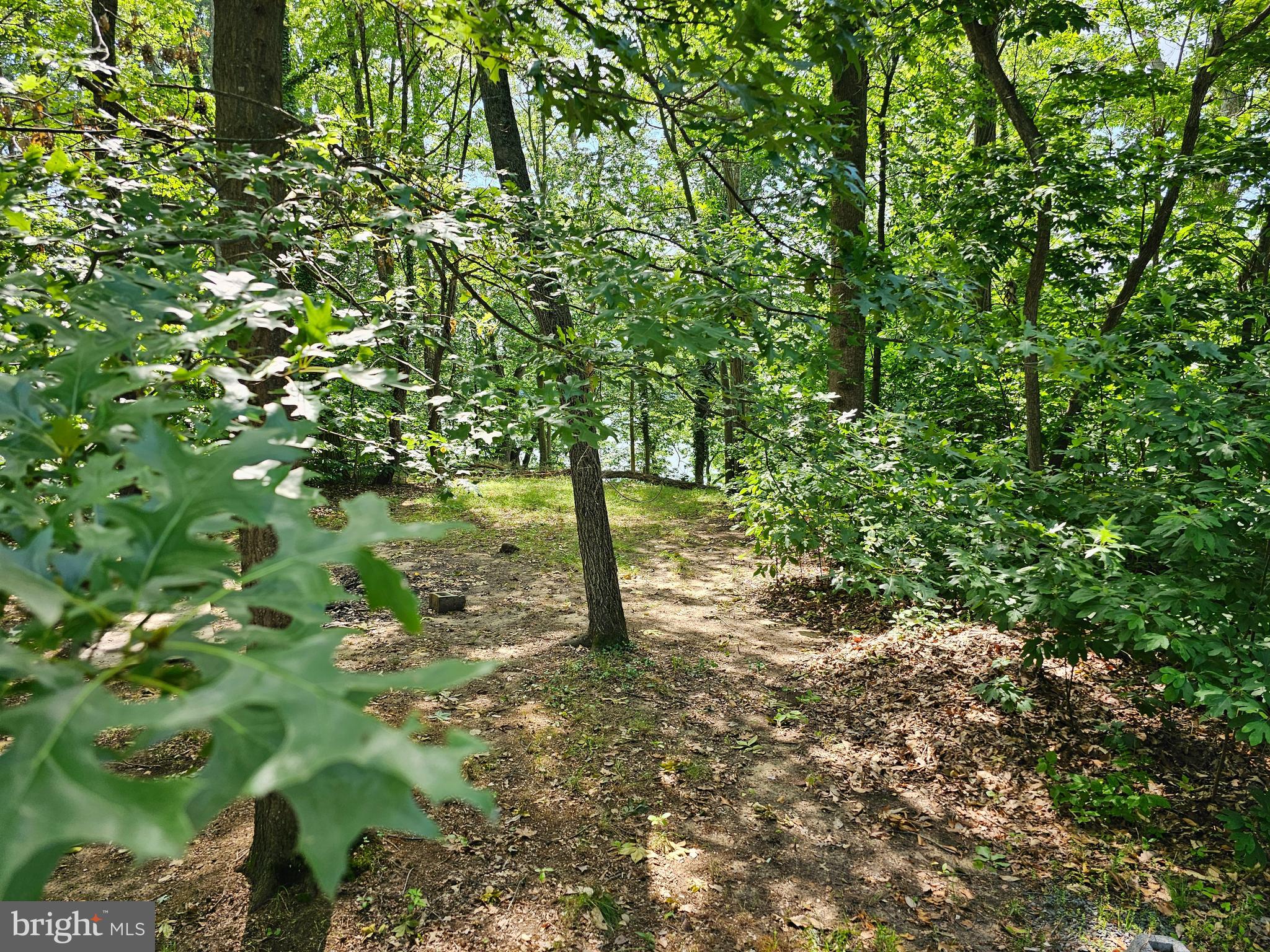 59 A Yutan Lane, Unit GLEN 6 Earleville, MD 21919 - Photo 8 of 8 a view of a forest with lots of trees