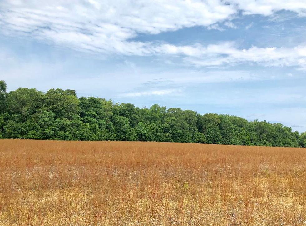 2971 Spur Branch Road Williston, SC 29853 - Photo 10 of 11 10