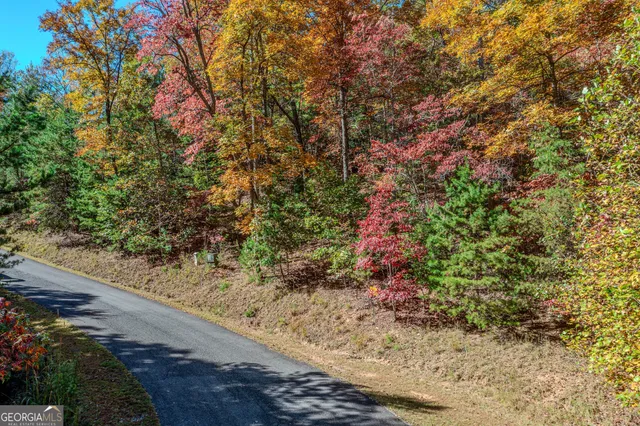 a view of a forest with a tree