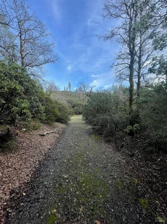 a view of a yard with a tree