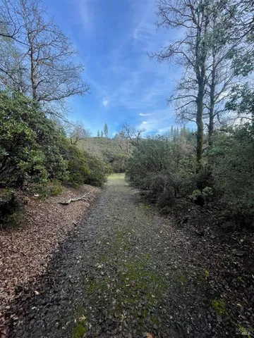 a view of a yard with a tree