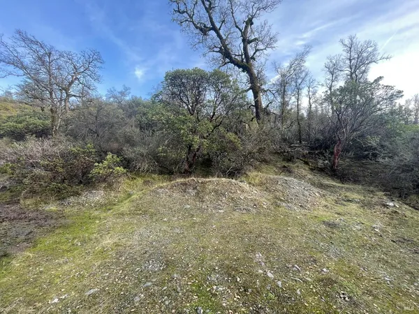 a view of a yard with a tree