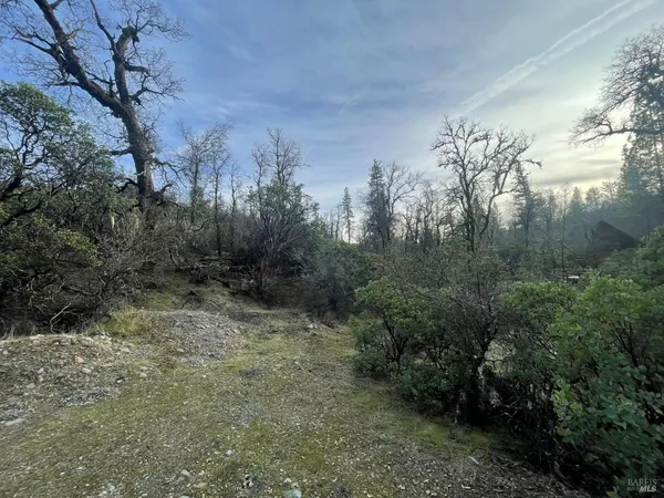 a view of a yard with a tree