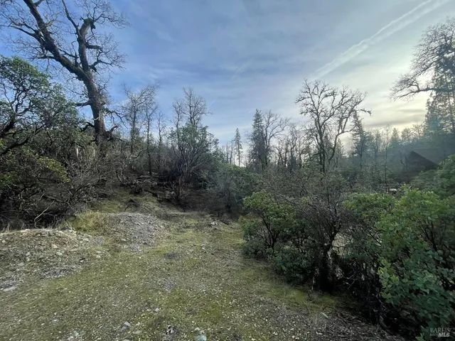 a view of a yard with a tree